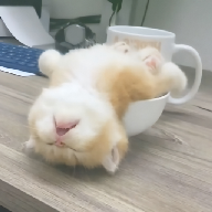 看片APP应用